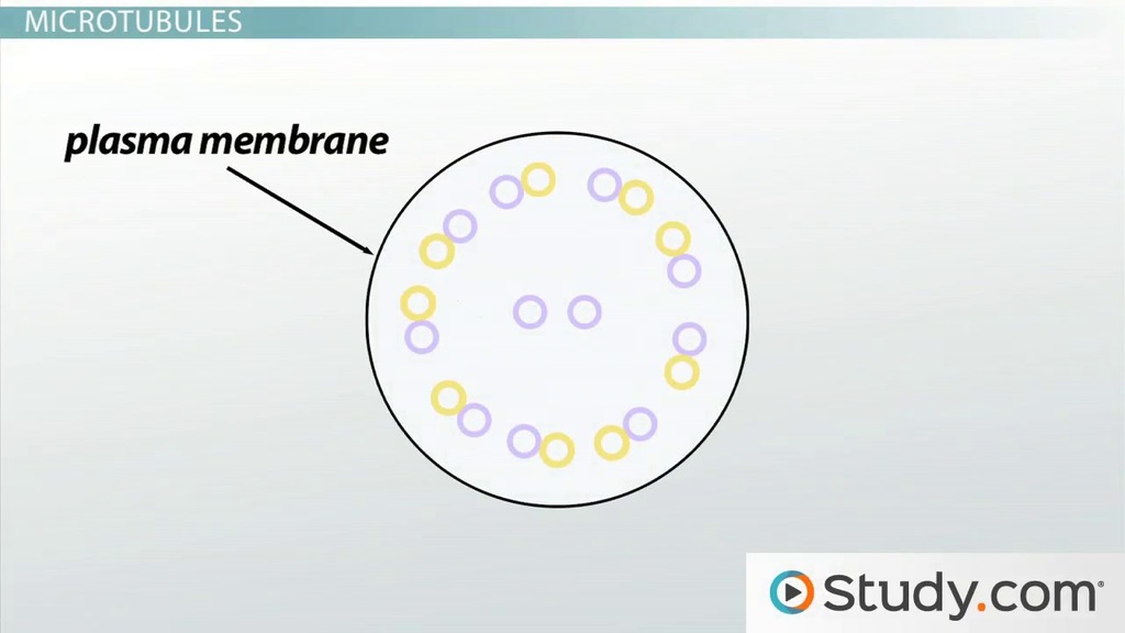 Biology Homework help Online is the home work help service provided in Activity Based Costing, by Australia's leading Biology experts at affordable prices.