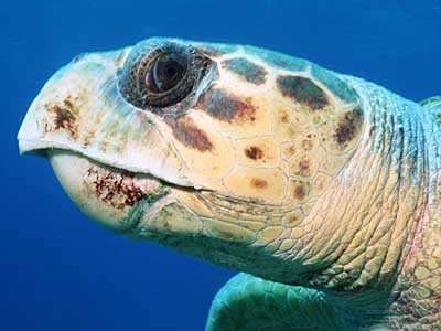 Websites that write papers